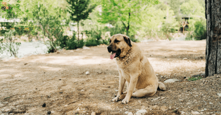 Anatolian Shepherd Mixes