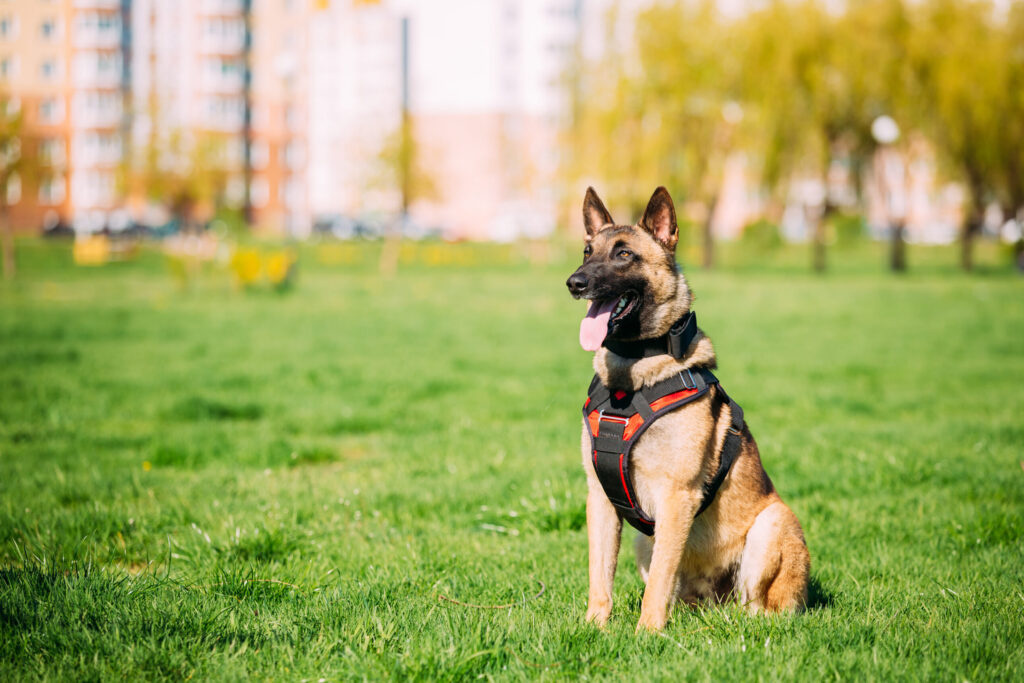 German Shepherd