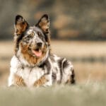 Australian Shepherd German Mix