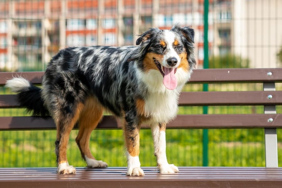Australian Shepherd German Mix