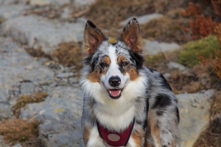 Australian Shepherd German Mix