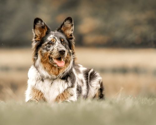 Australian Shepherd German Mix