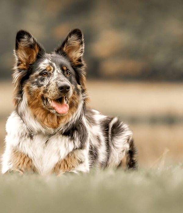 Australian Shepherd German Mix
