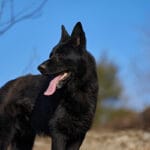 Black German Shepherd