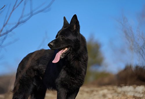 Black German Shepherd