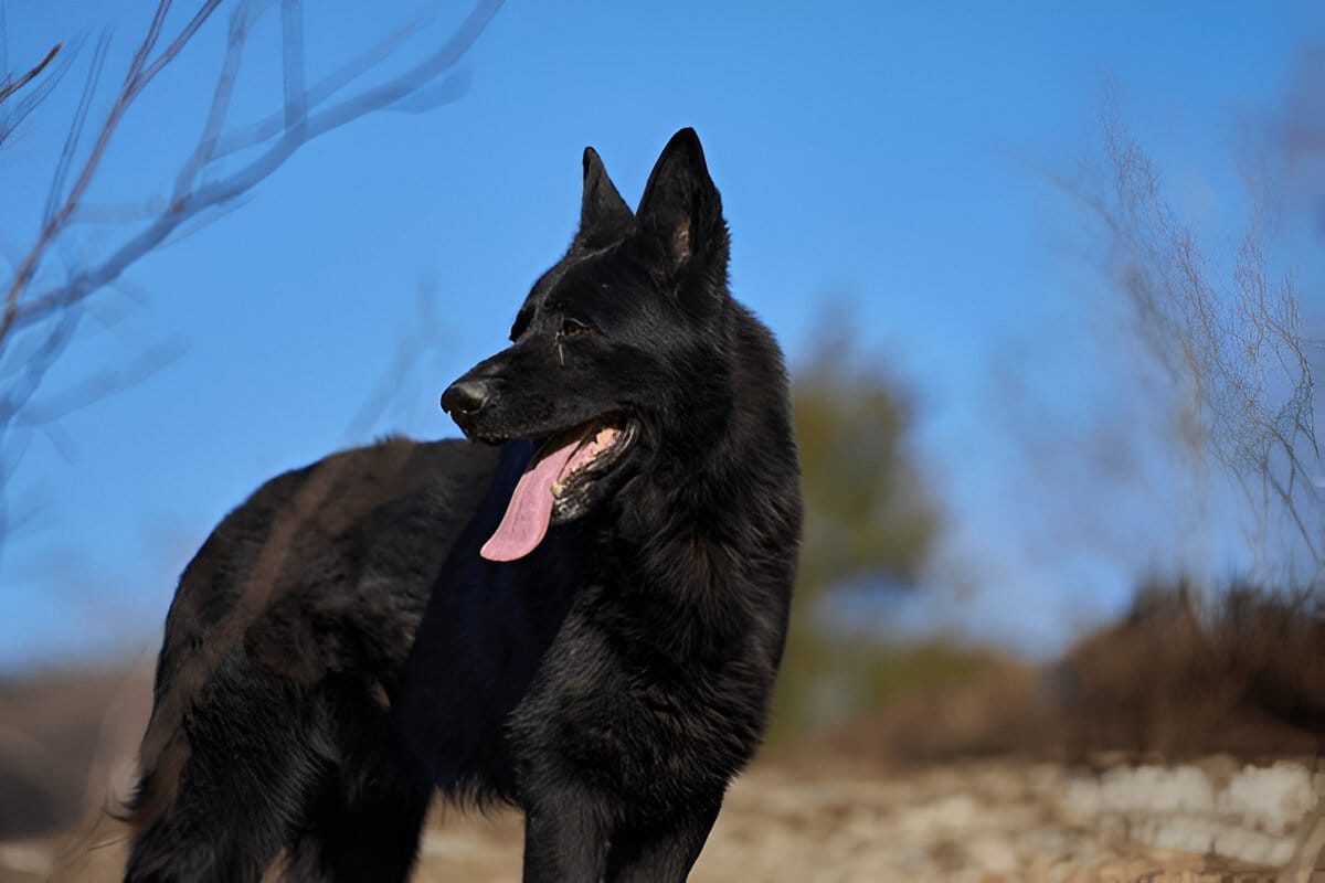 Black German Shepherd