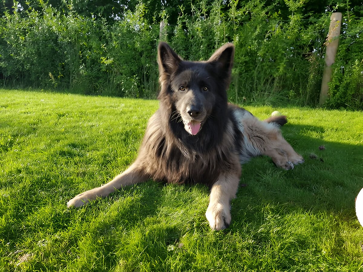 Blue German Shepherd