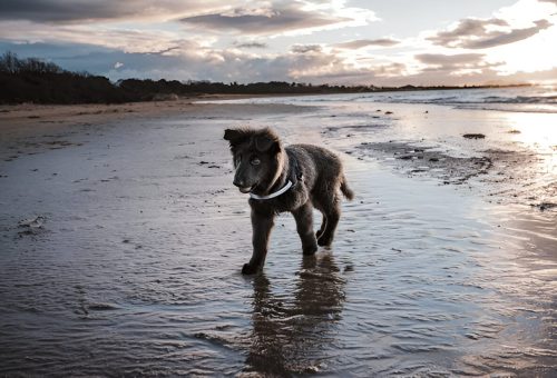 Blue German Shepherd