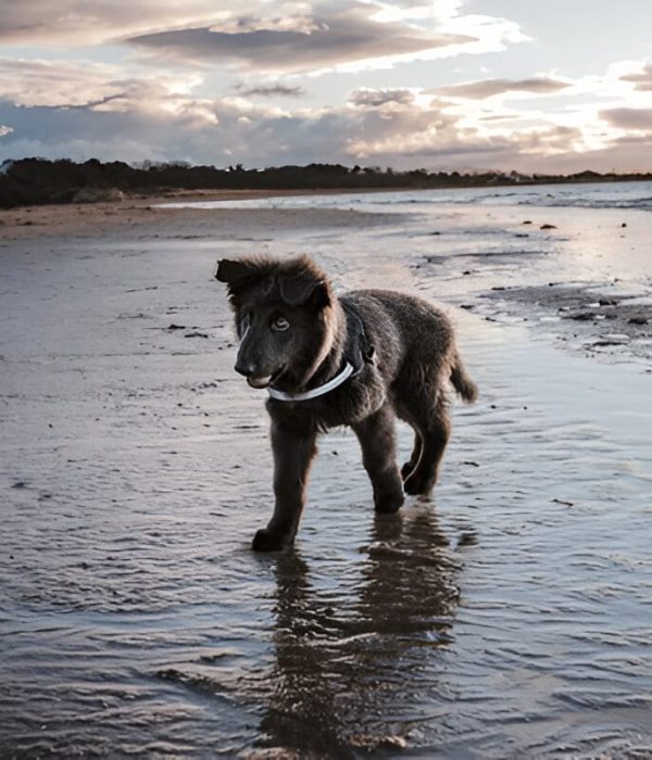 Blue German Shepherd