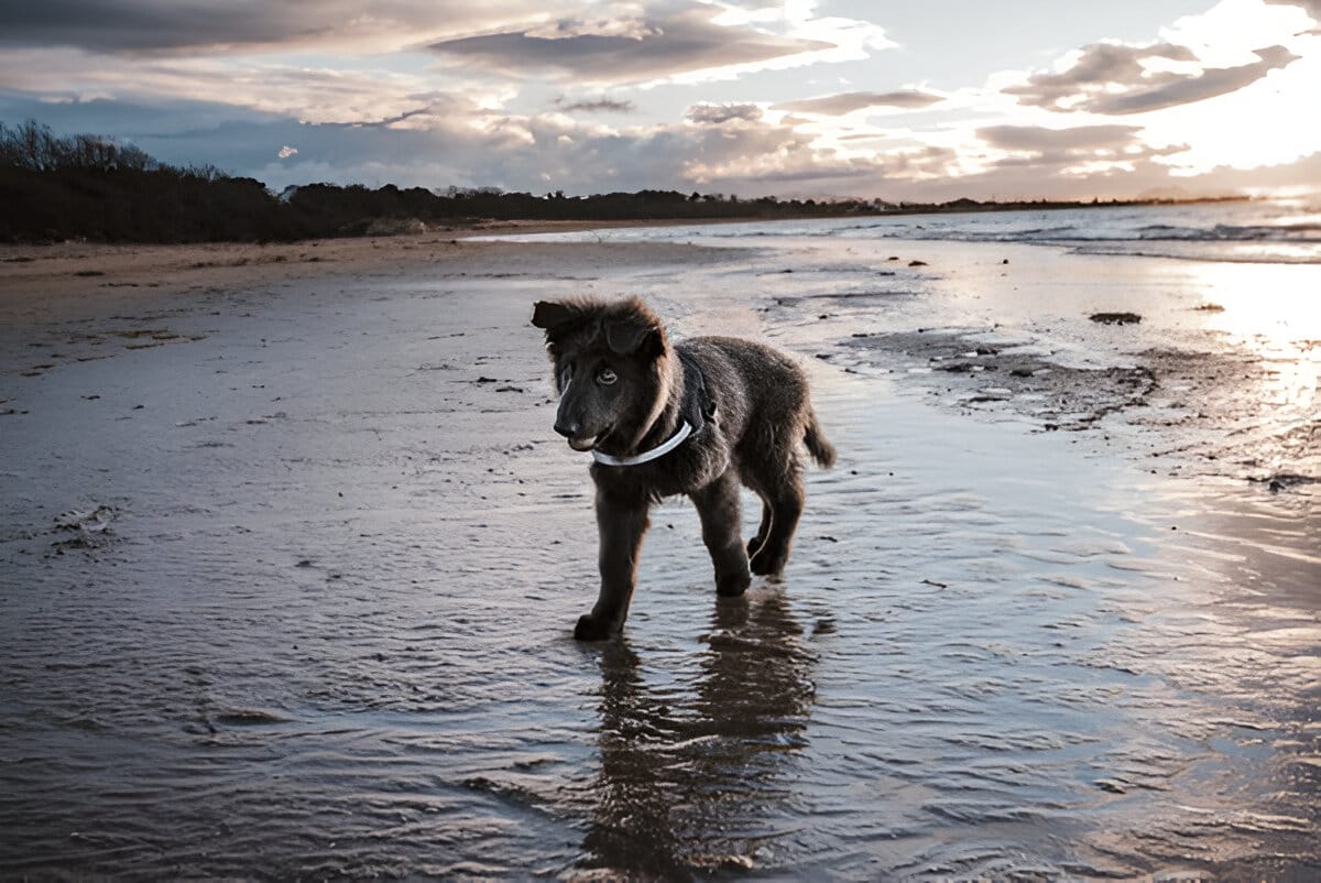 Blue German Shepherd