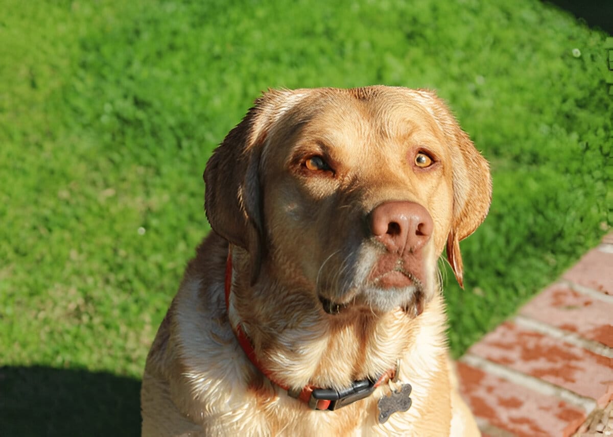 Dudley labrador