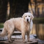 Fluffy Labrador Retriever