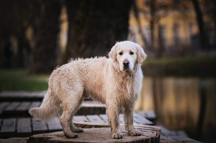 Fluffy Labrador Retriever