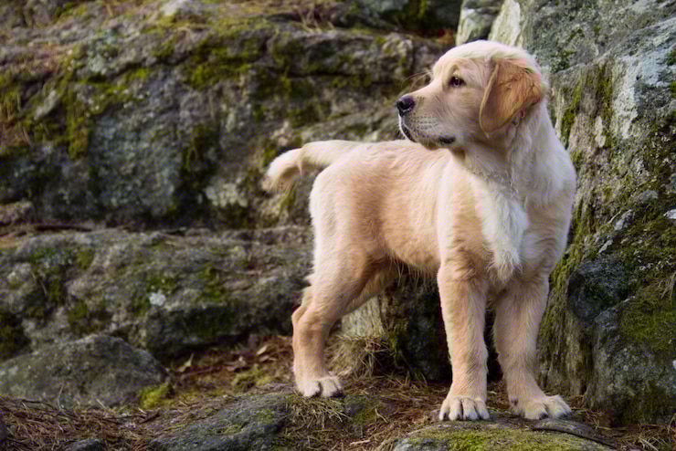 Fluffy Labrador Retriever