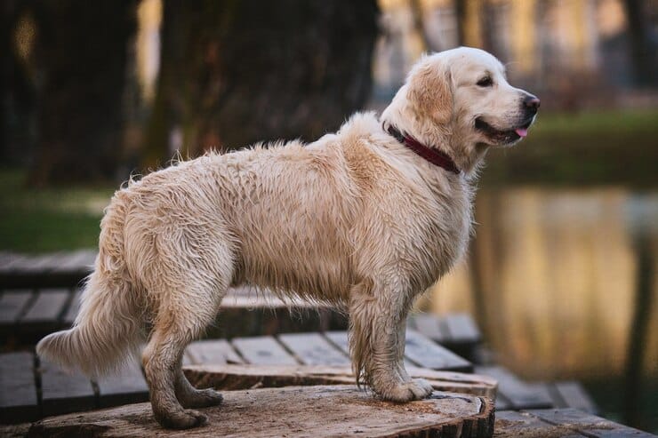 Fluffy Labrador Retriever