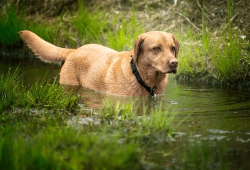 fox Red Labrador
