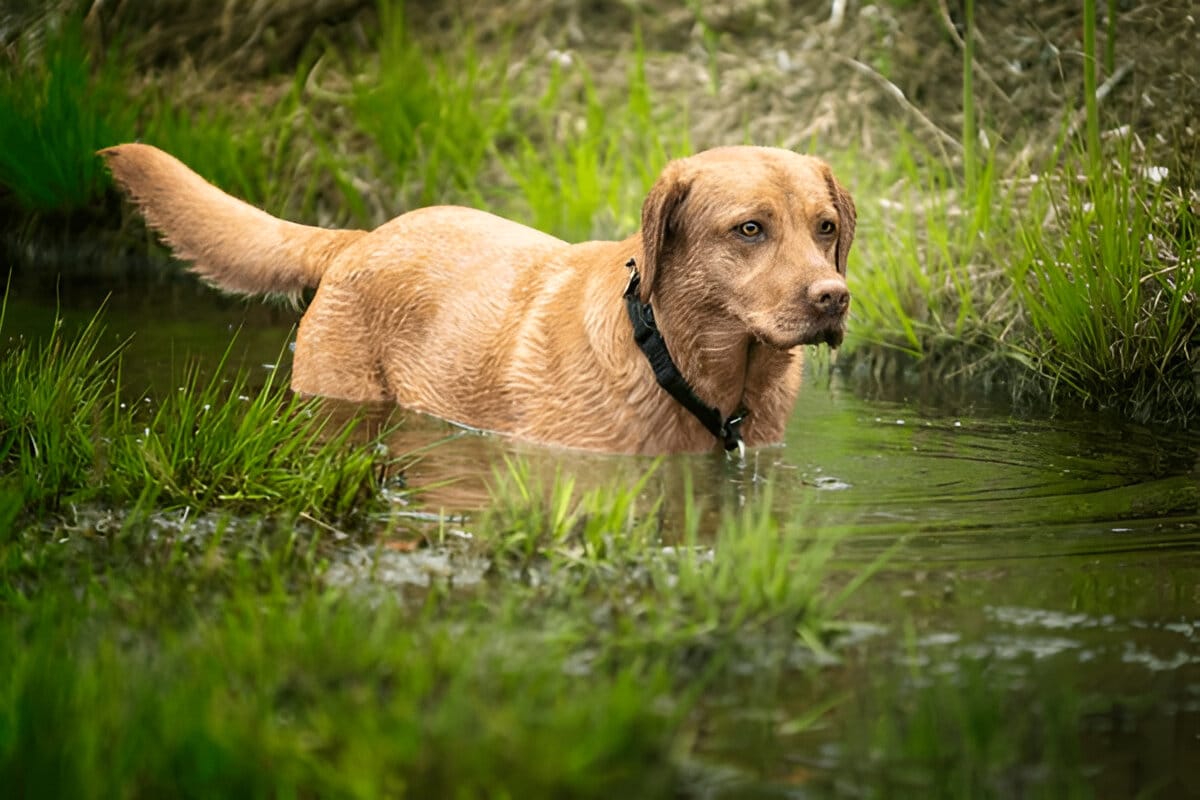fox Red Labrador