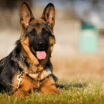 German Shepherd