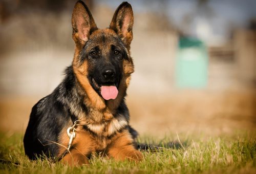 German Shepherd