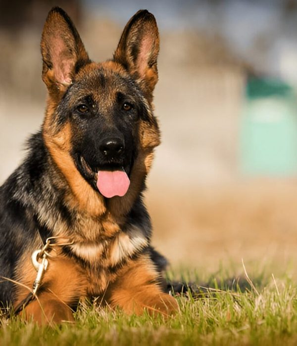 German Shepherd