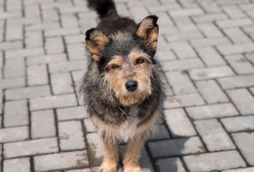 German Shepherd Poodle Mix