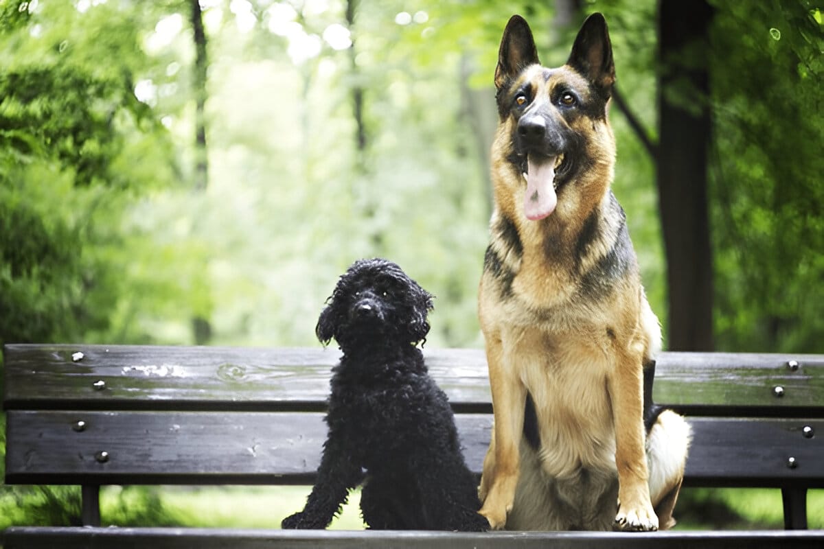 German Shepherd Poodle Mix