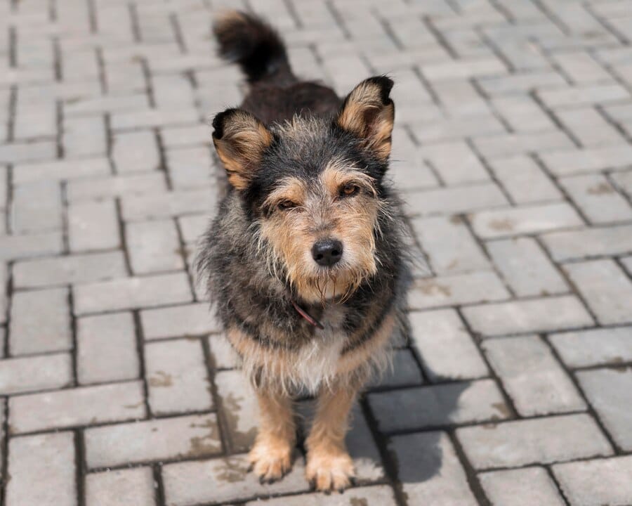 German Shepherd Poodle Mix