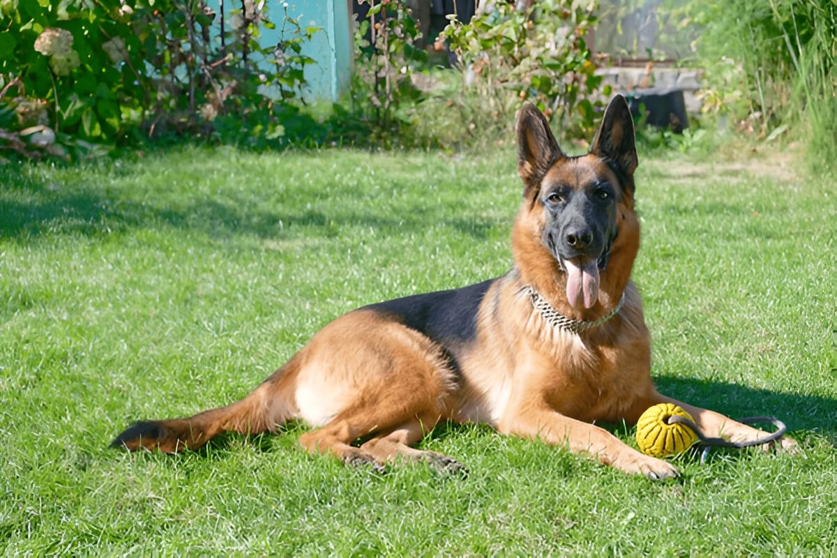 German Shepherd