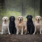 Labrador Retriever