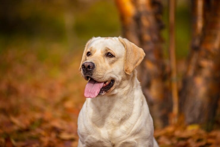 Labrador Retriever