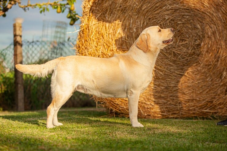 Labrador Retriever