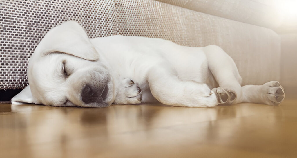 Polar Bear Labrador