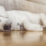 Polar Bear Labrador
