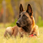 Shepinois