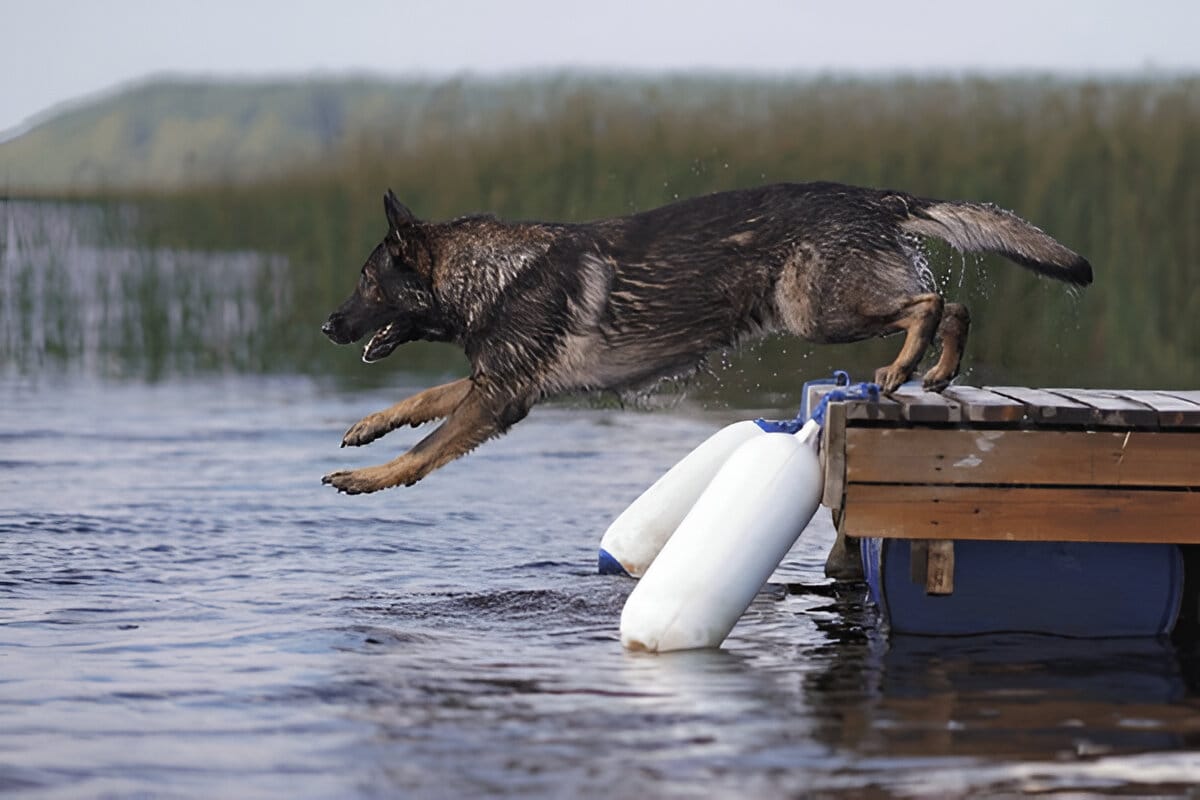 Silver Sable German Shepherd