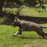 Silver Sable German Shepherd