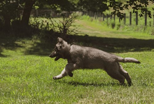 Silver Sable German Shepherd