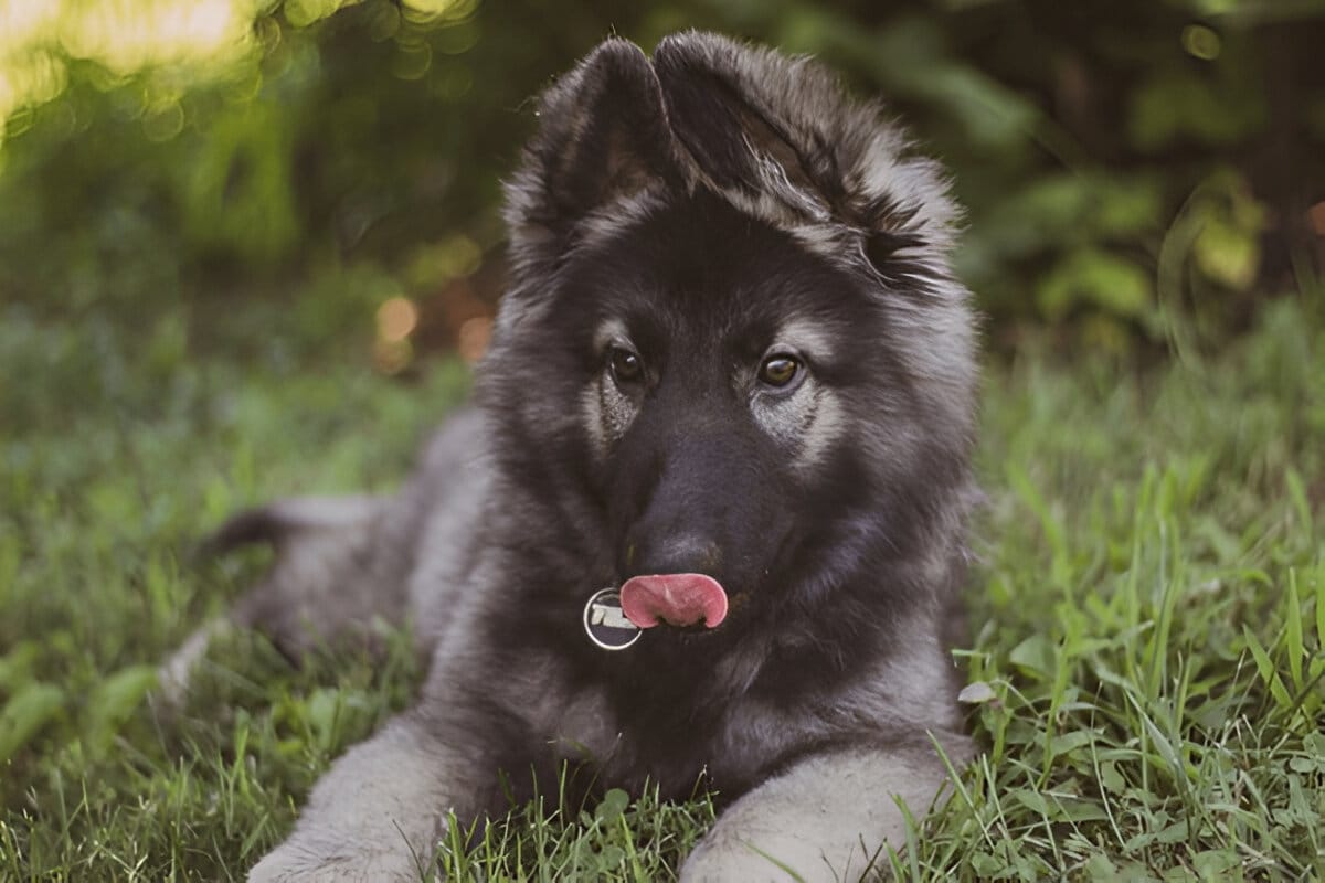 Silver Sable German Shepherd