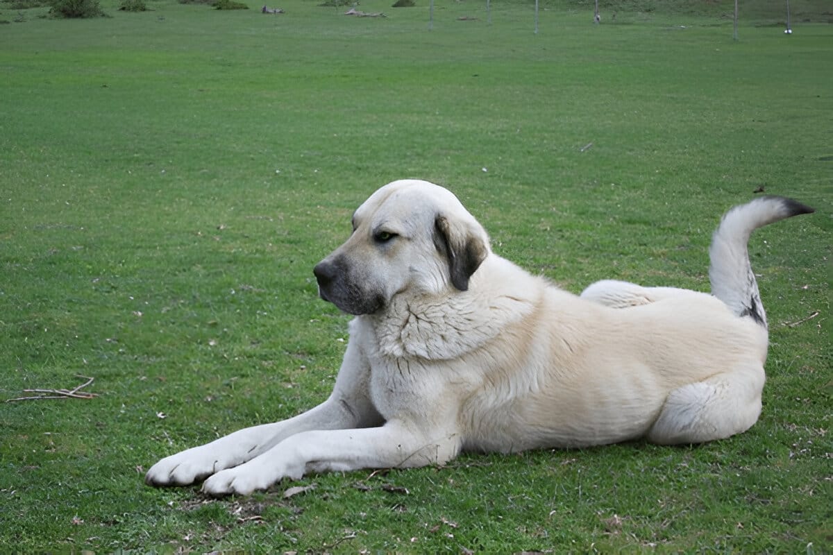 anatolian shepherd vs kangal