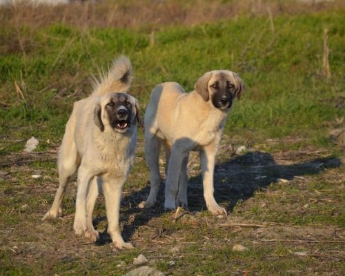 anatolian shepherd vs kangal