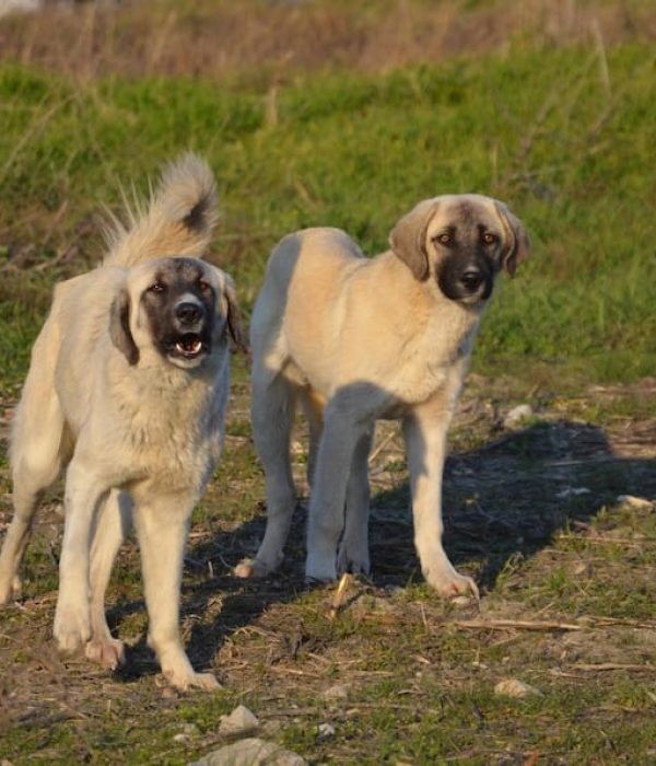 anatolian shepherd vs kangal