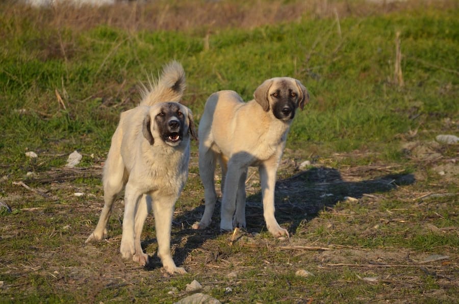 anatolian shepherd vs kangal