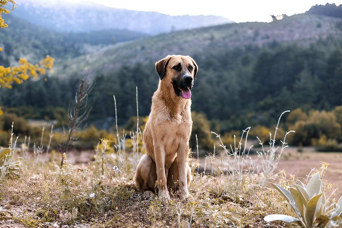 anatolian shepherd vs kangal