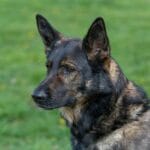 brindle german shepherd