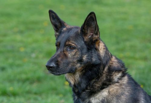 brindle german shepherd