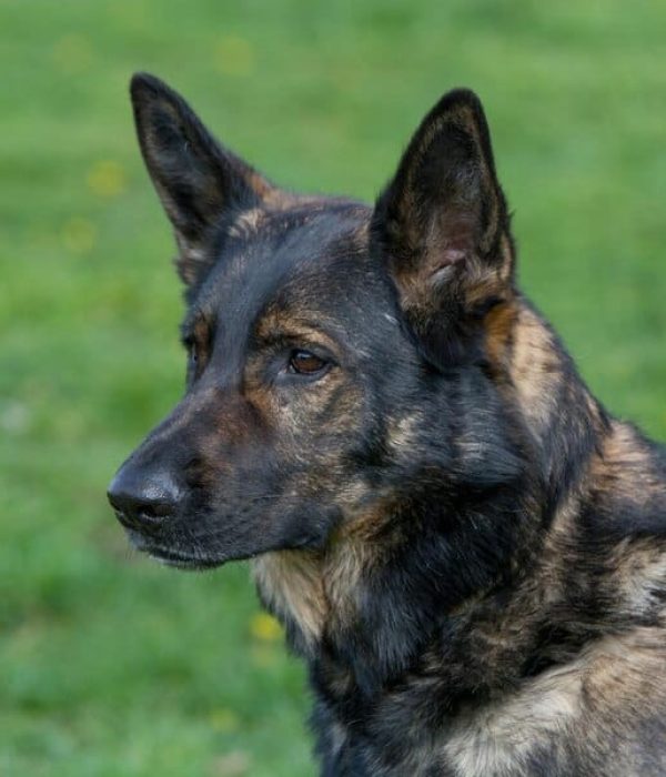 brindle german shepherd
