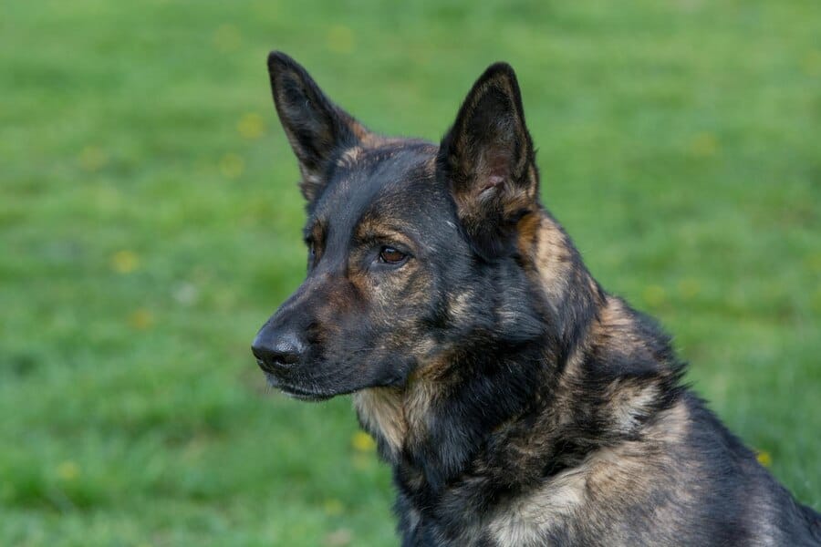 brindle german shepherd