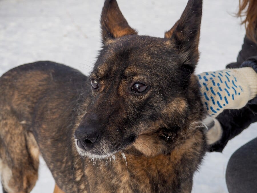 brindle german shepherd