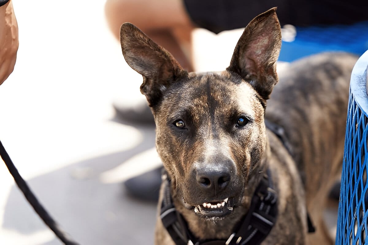 brindle german shepherd