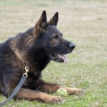 czech german shepherd